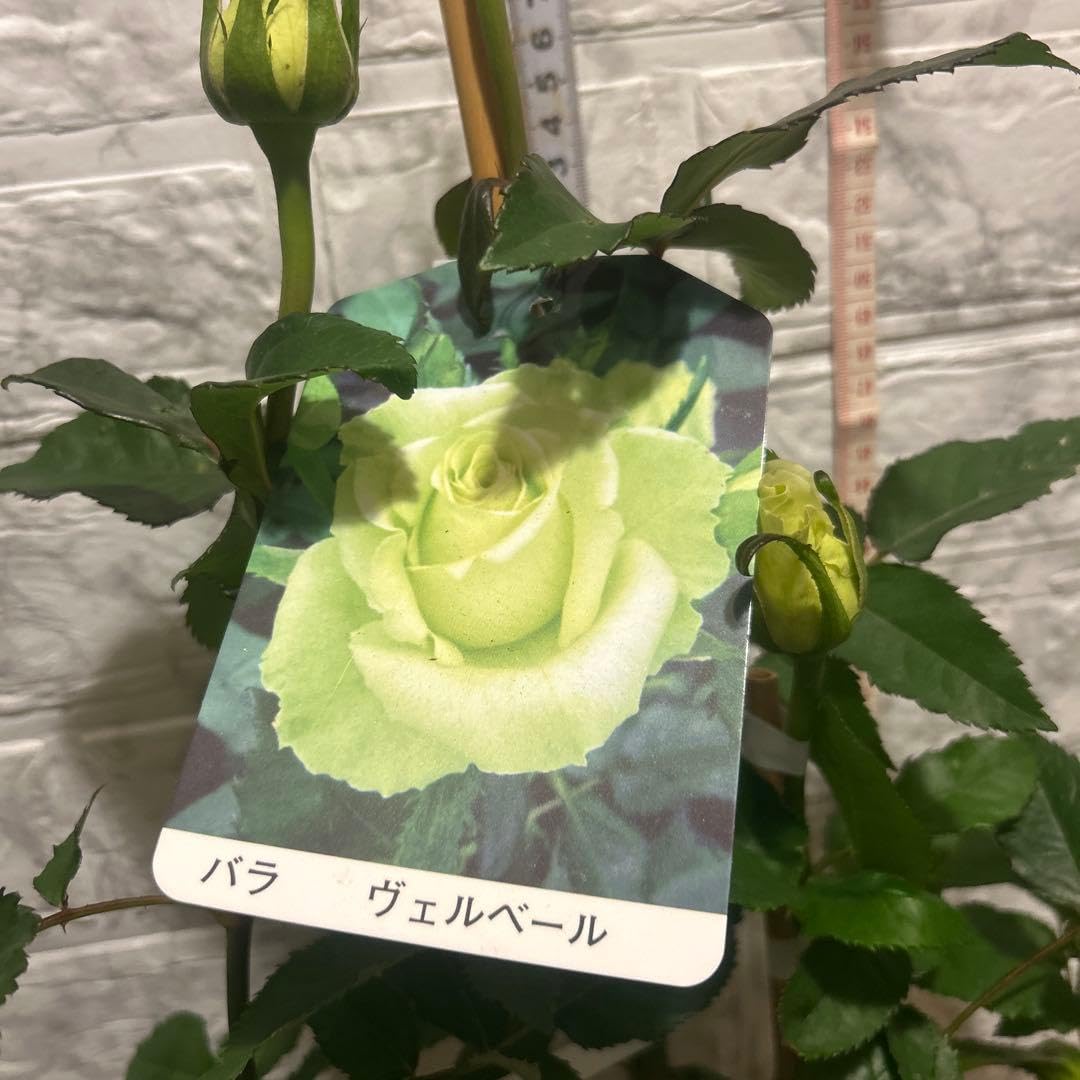 レア！切り花品種１輪が２週間近く咲きます！美しいグリーンローズ♡ Amazon｜切り花品種 美しいグリーンローズ ヴェルベール花蕾付き｜観葉